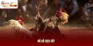Đá gà cựa sắt