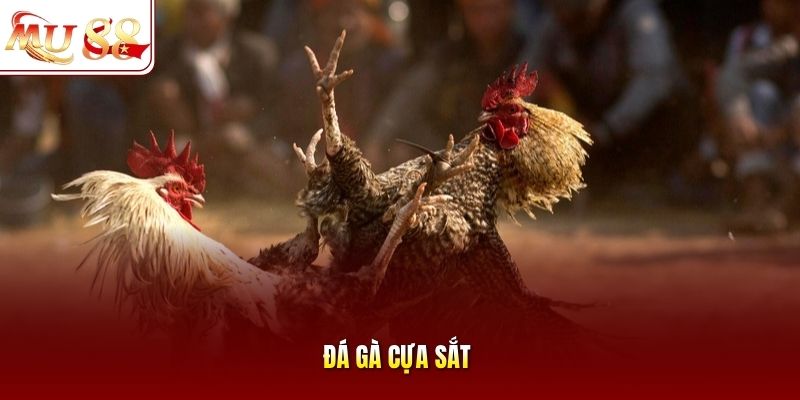 Đá gà cựa sắt