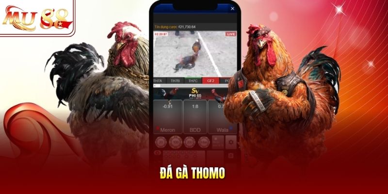 Đá gà Thomo Đá gà Thomo