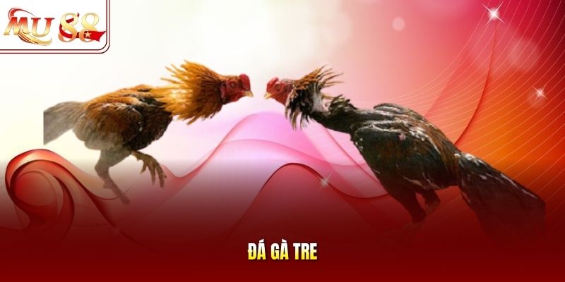 Đá gà tre Đá gà tre