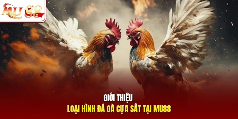 Giới thiệu loại hình đá gà cựa sắt tại mu88