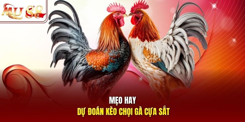 Mẹo hay dự đoán kèo chọi gà cựa sắt