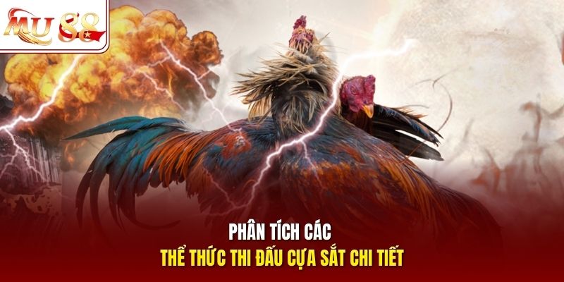 Phân tích các thể thức thi đấu cựa sắt chi tiết