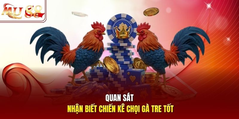 Quan sát nhận biết chiến kê chọi gà tre tốt Quan sát nhận biết chiến kê chọi gà tre tốt