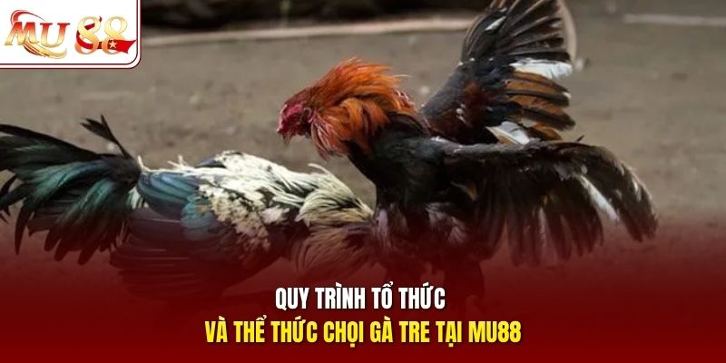 Quy trình tổ thức và thể thức chọi gà tre tại mu88 Quy trình tổ thức và thể thức chọi gà tre tại mu88
