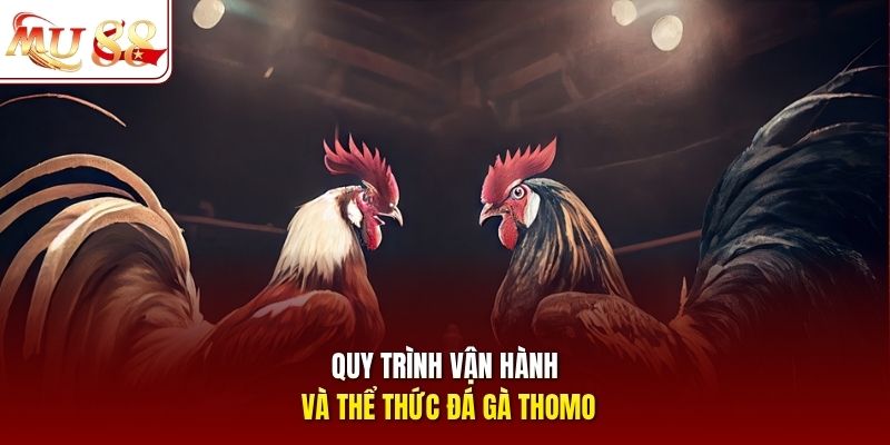 Quy trình vận hành và thể thức đá gà Thomo Quy trình vận hành và thể thức đá gà Thomo