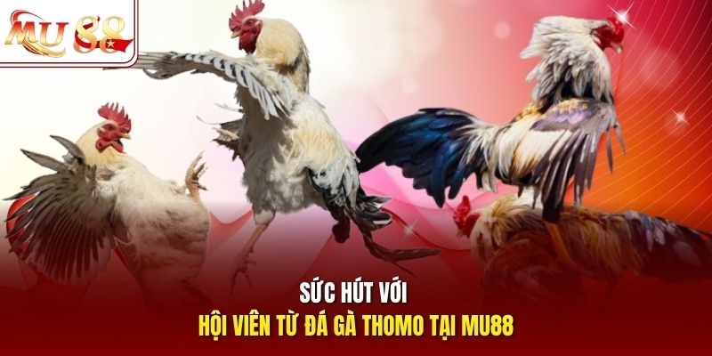 Sức hút với hội viên từ đá gà Thomo tại mu88 Sức hút với hội viên từ đá gà Thomo tại mu88