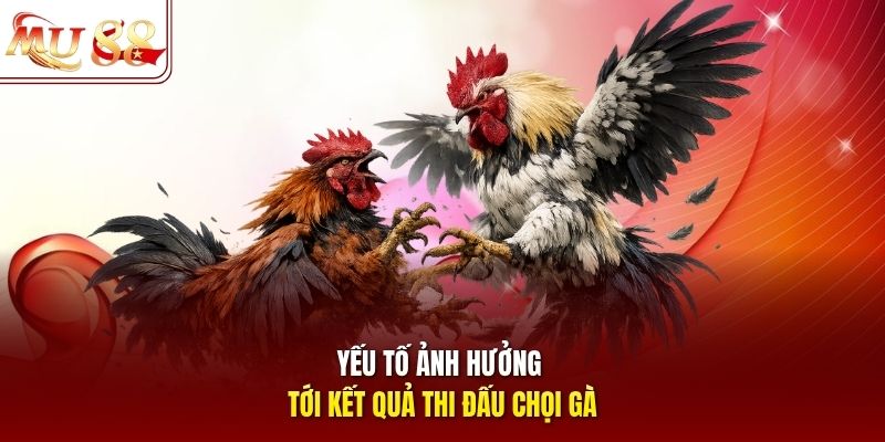 Yếu tố ảnh hưởng tới kết quả thi đấu chọi gà